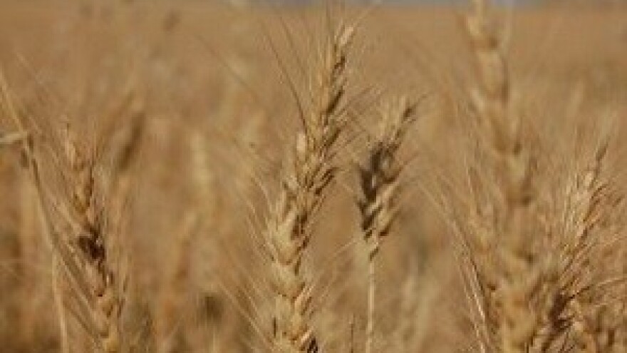 Idealni uvjeti za jesensku sjetvu