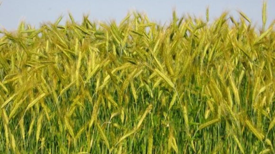 Naša pšenica i mlijeko najskuplji