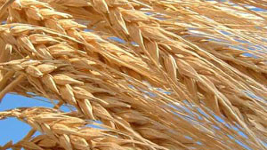 Cijena pšenice po 1,35 kuna?