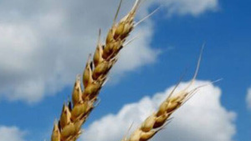 Neka Agrokor prvi obračuna pšenicu po novom pravilniku