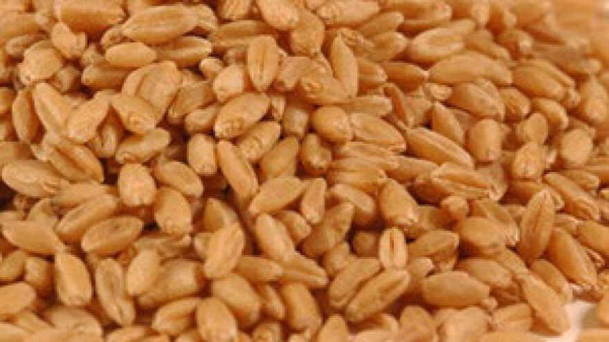 Agrokor: Pšenicu ćemo kupovati po 1,20 kn