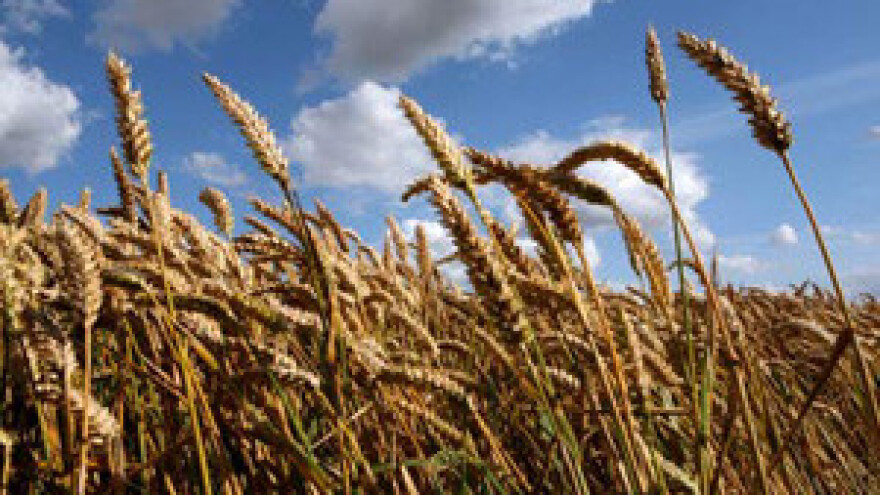 Svetski rast cijene pšenice?