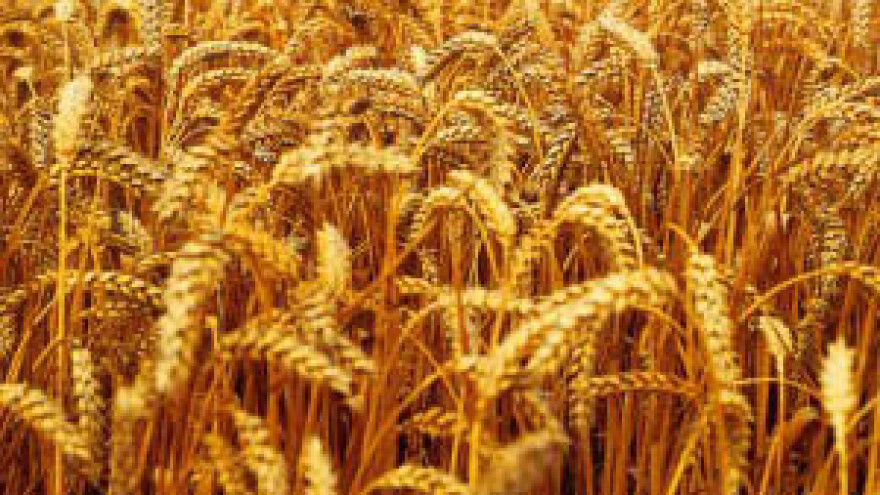 Nema viška pšenice