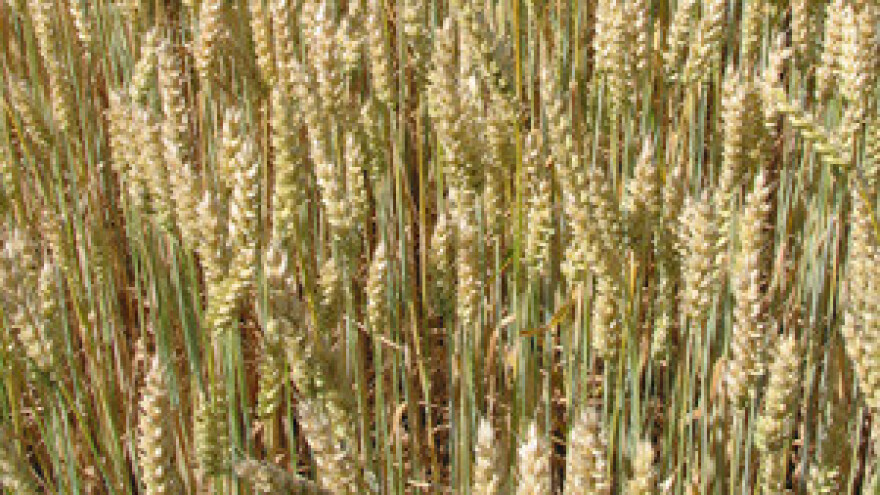 Suša nije previše naštetila usjevima, hrane će biti dovoljno