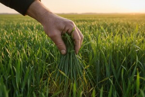 Pšenice i ječmovi - kada?