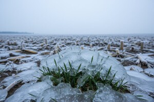 Pšenice neće biti jer je guši led