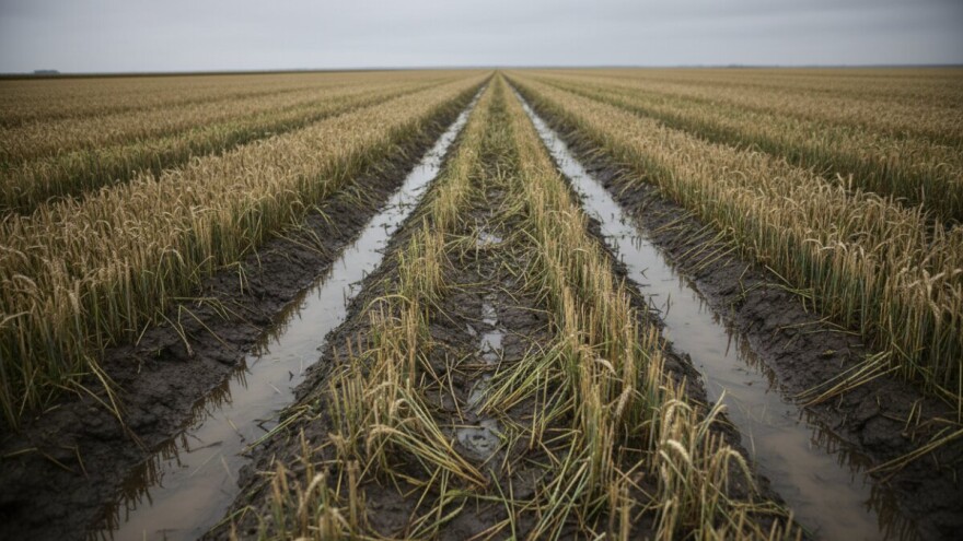 Pšenici će porasti otkupna cijena