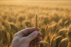 Pšenicu štitite u vrijeme klasanja