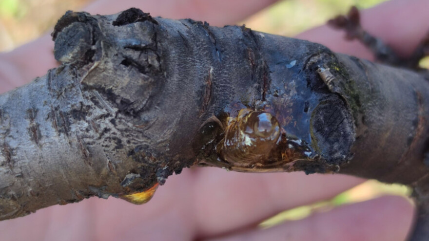 Kako zaštititi višnju od bakterioznog izumiranja?