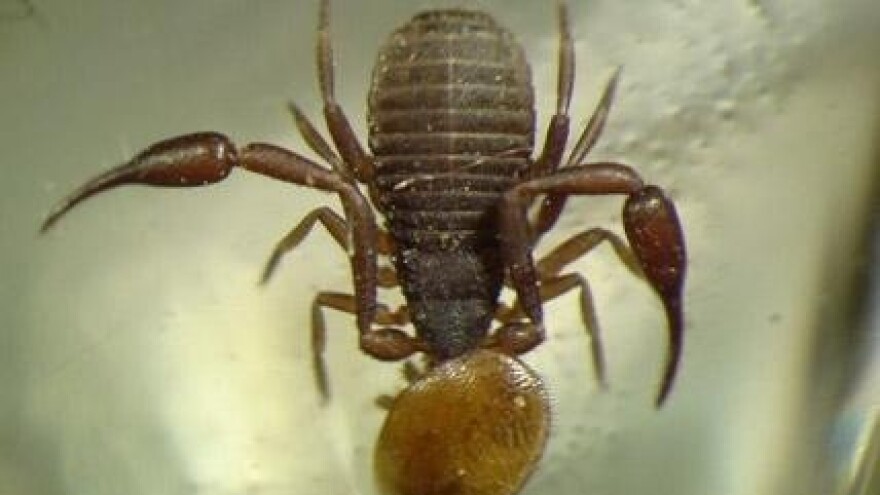 Lažištipavci protiv Varroe destruktor