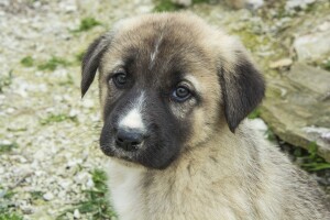 Kreće velika akcija sterilizacije pasa u romskim naseljima