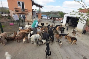 Prihvatilište Draževac ostalo bez hrane za pse