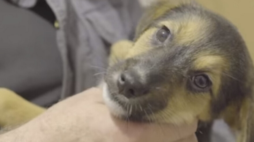 Film Pasji život - sarajevske lutalice prikazan u Evropskom parlamentu