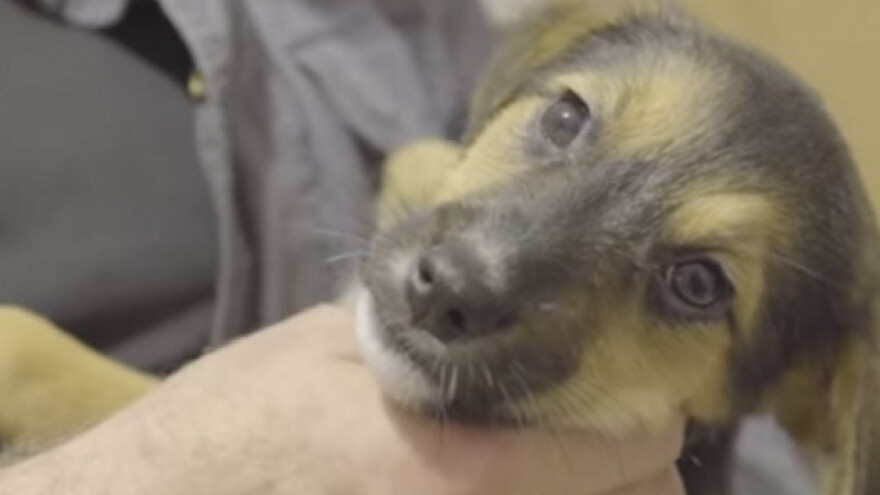 Film Pasji život - sarajevske lutalice prikazan u Europskom parlamentu