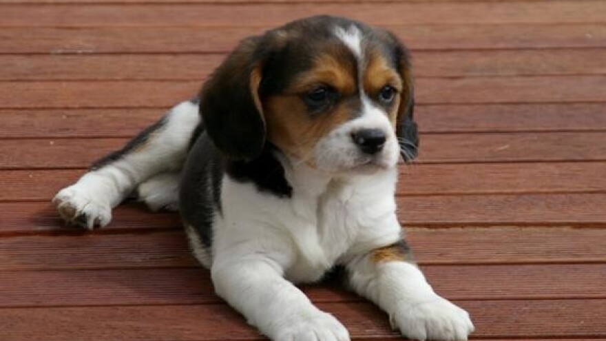 Odredbe pri kretanju kućnih ljubimaca