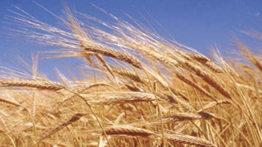 Ratari očekuju solidne prinose i cijenu pšenice