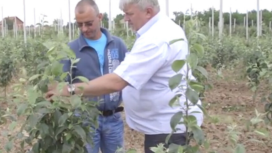 Koliko su voćarima važne preporuke savetodavaca?