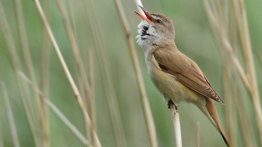 Proglašena nova značajna područja najređih i najugroženijih ptica Srbije