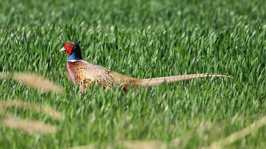 Manje ptica - više štetočina: Neonikotinoidi glavni razlog za opadanje ptičije populacije?