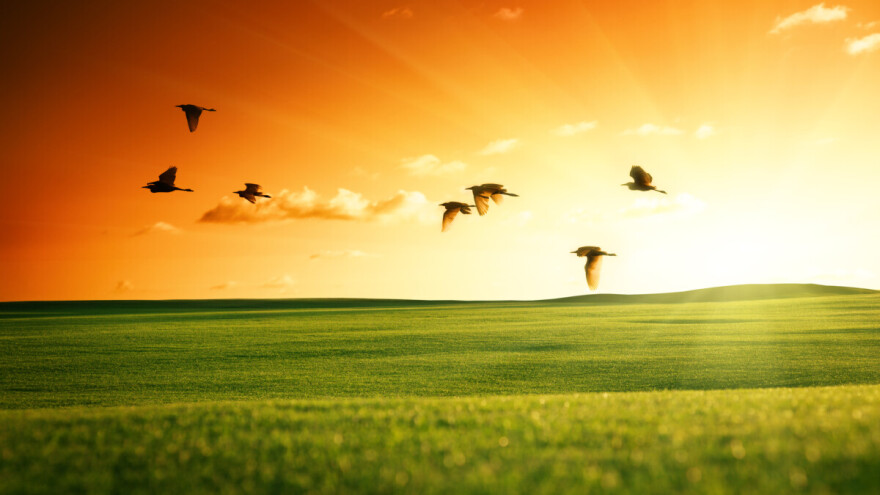 Broj ptica se smanjio za 85%. Stižu li nam "tiha proljeća"?