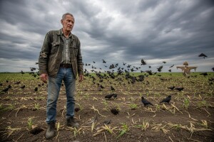 Ptice haraju po njivama