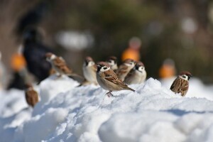 Čeka nas izmjena kiše i snijega i blagi rast temperature