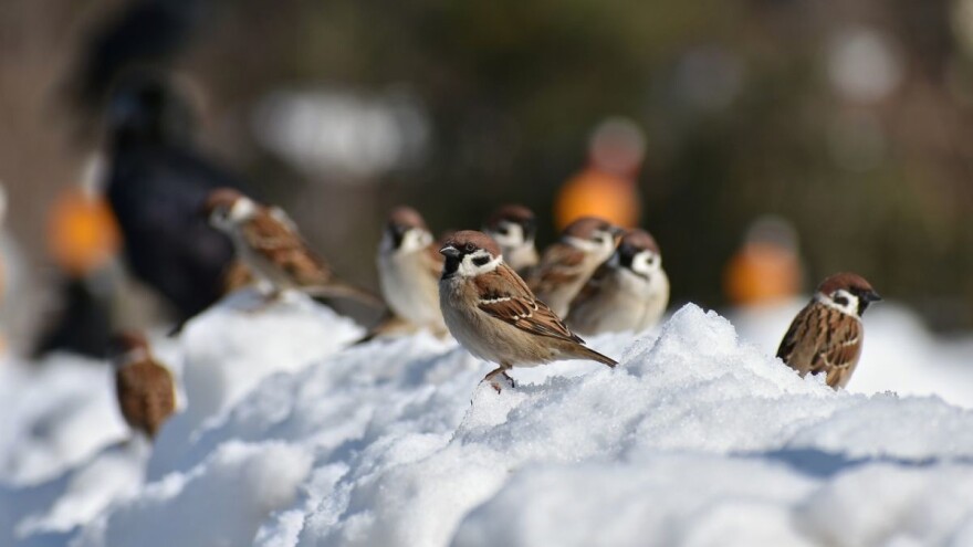 Čeka nas izmjena kiše i snijega i blagi rast temperature