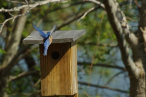 Ptice - saveznici i pomoćnici u bašti
