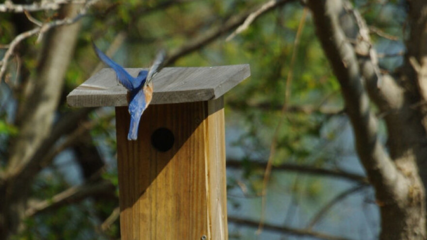 Ptice - saveznici i pomoćnici u bašti