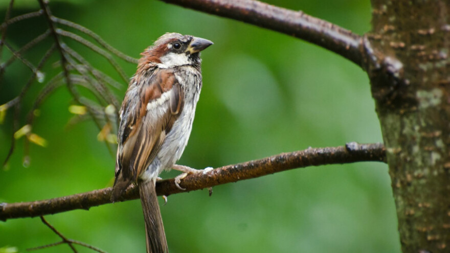 U olujnom nevremenu stradalo 1.500 ptica