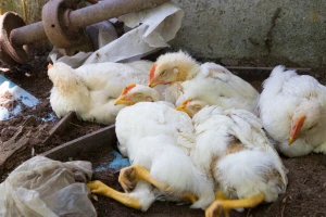 Ptičija gripa potvrđena na farmi u Petrovu