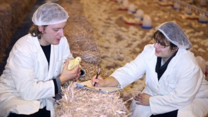 Ptičji grip u SAD-u pogađa cene žitarica!