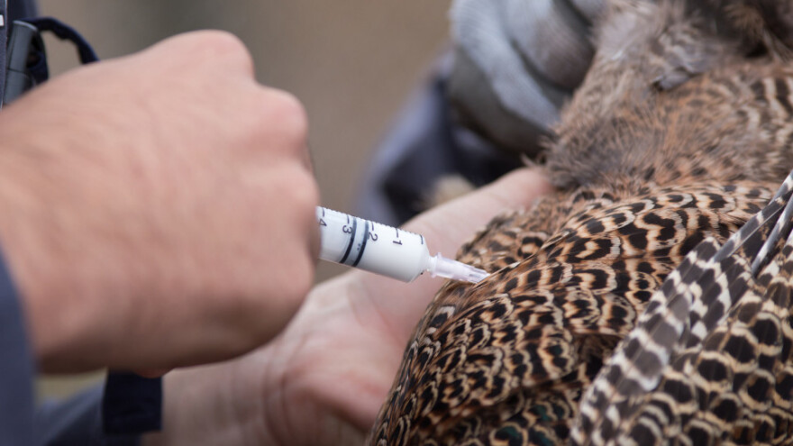 Nije držao perad na zatvorenom, ptičja gripa vlada