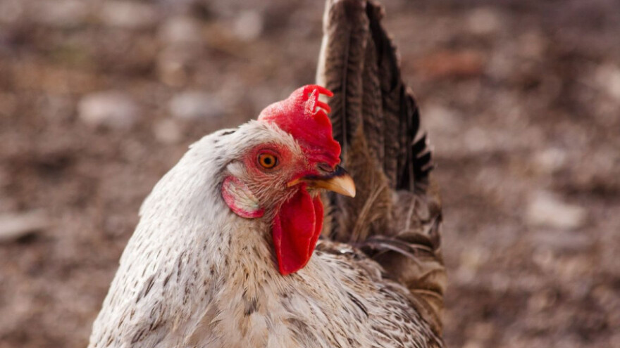 Ptičja gripa pokosila ukrasnu perad u Prijedoru