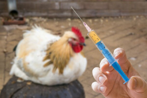 Ptičja gripa na još pet gospodarstava u Vinkovcima