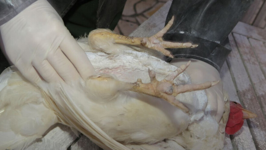 Ptičja gripa na dva gospodarstva u Špičkovini