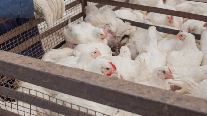 Eutanazirana perad na 15 gospodarstava