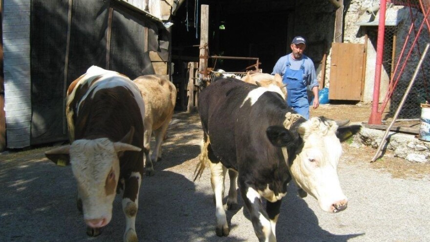 Aleksandar Kamenar: Kamo s mlijekom nakon gašenja Tonke? Svima smo predaleko