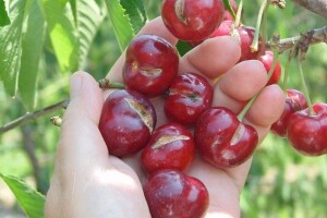 Pucanje ploda trešnje - uzroci i rješenja