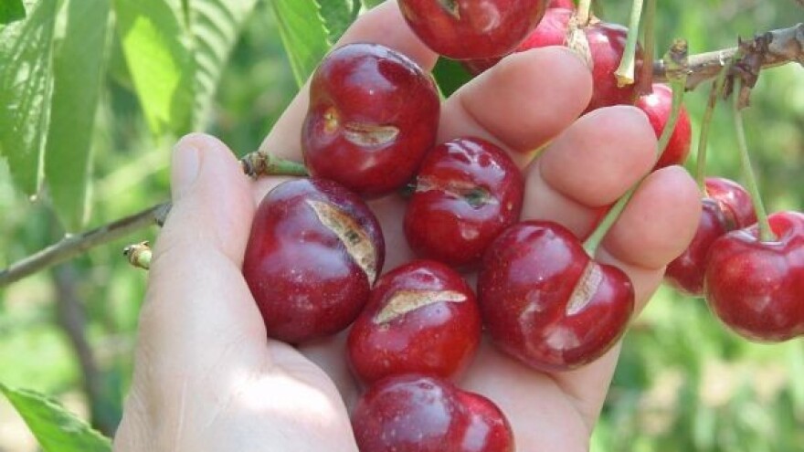 Pucanje ploda trešnje - uzroci i rešenja