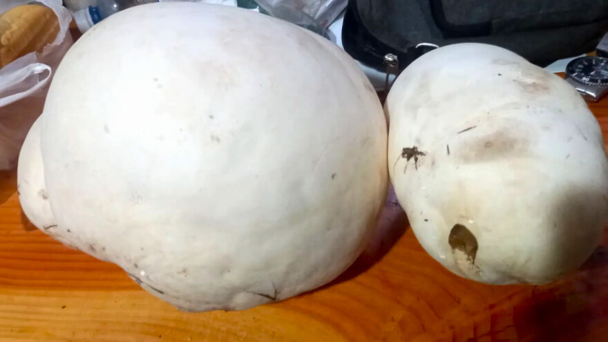 Puhara od preko dva kilograma - večera za pet muškaraca