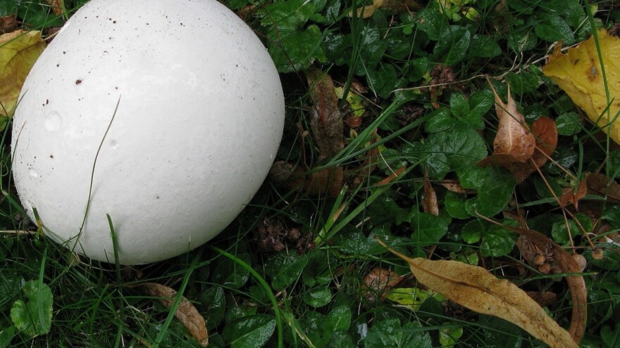 Ubrao puharku tešku 3,5 kilograma!