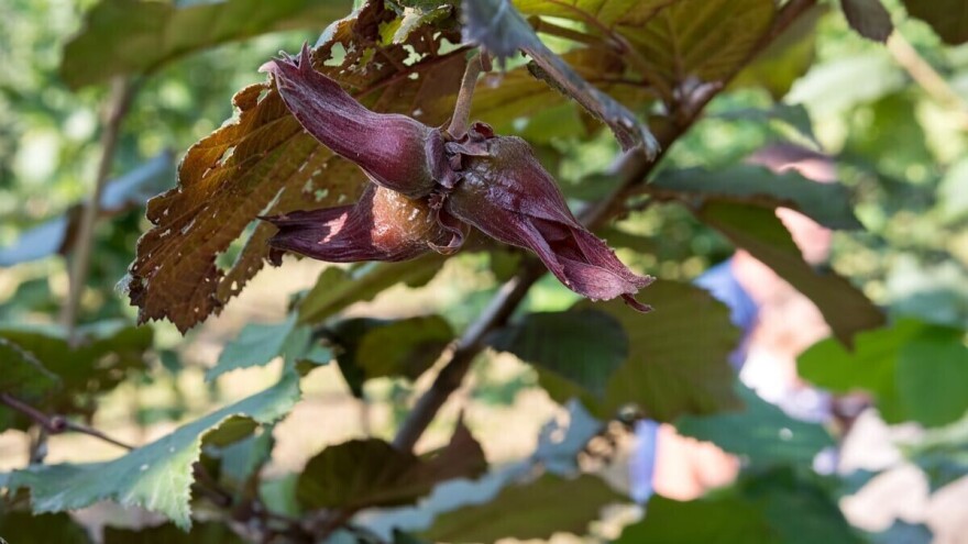 Od sadnje lijeske do Hazelo brenda, od lješnjaka prave i eko pivo te alkoholna pića