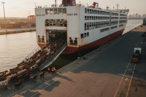 Pulska ploveća grdosija za prijevoz stoke