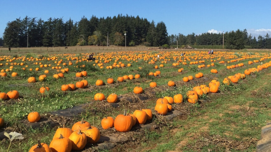 Međimurci bučino ulje izvoze u Japan i Južnu Ameriku