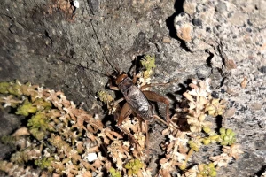 Otkrivena nova vrsta cvrčka - gde se skrivao?
