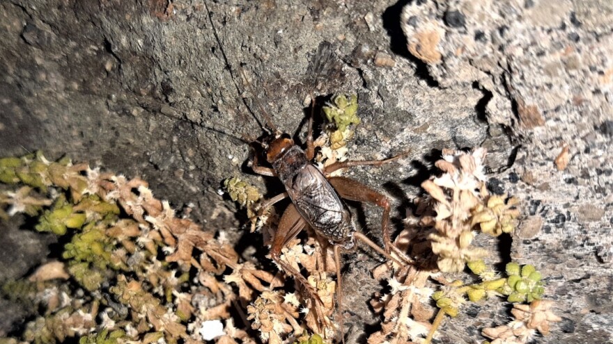 Otkrivena nova vrsta cvrčka - gdje se skrivao?