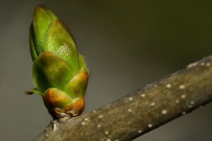 Topli dani ubrzavaju vegetaciju voćaka
