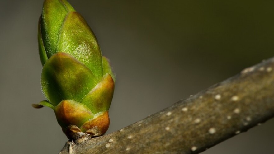 Topli dani ubrzavaju vegetaciju voćaka