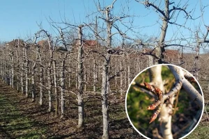 Poranila kruška pod Majevicom - voćar ne brine, koristi metode svoga djeda